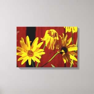 Fenced Daisy Floral Canvas Print