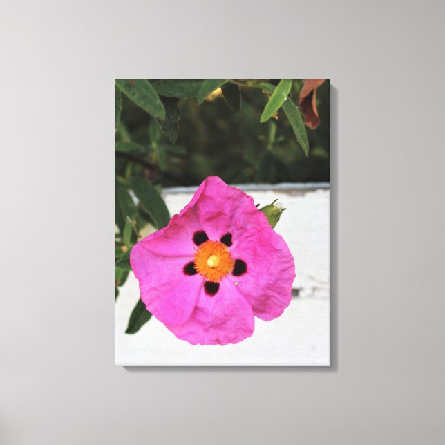 Fenced In Floral  Canvas Print (Front)