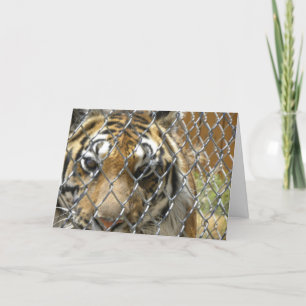 Fenced tiger birthday card (h)