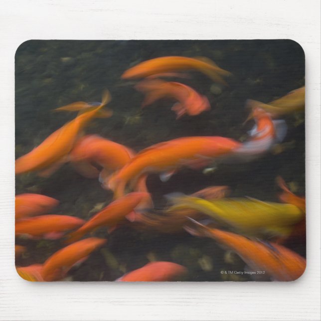 Feng Shui believe koi fish bring good luck. Mouse Mat (Front)