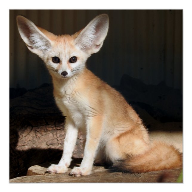 Fennec Fox Poster (Front)