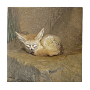 fennec fox tile