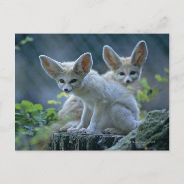 Fennec Foxes Postcard (Front)