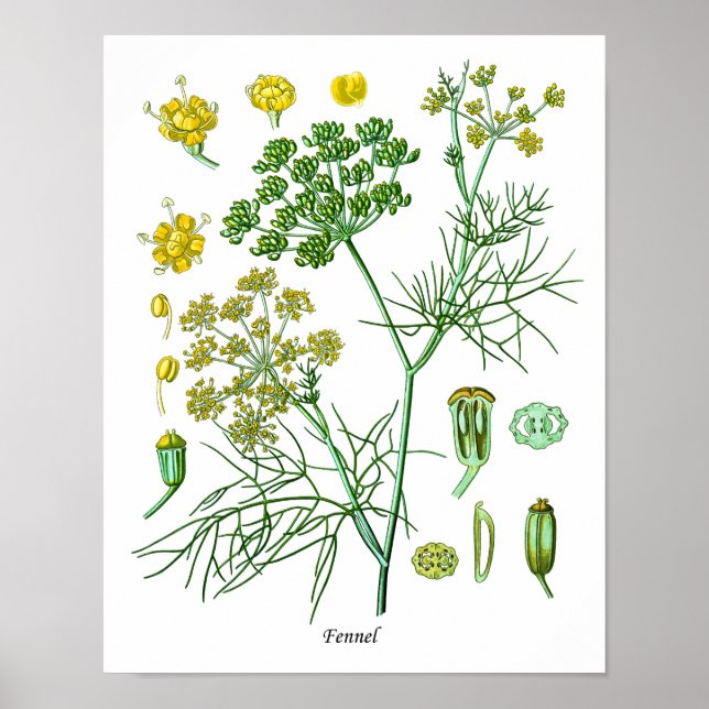 Fennel Herb Botanical Illustration Kitchen Decor (Front)