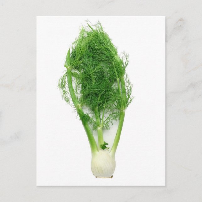 Fennel leaf and bulb postcard (Front)