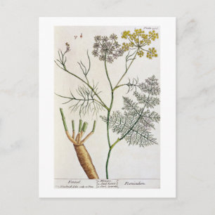 Fennel, plate 288 from 'A Curious Herbal', publish Postcard