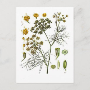 Fennel Postcard