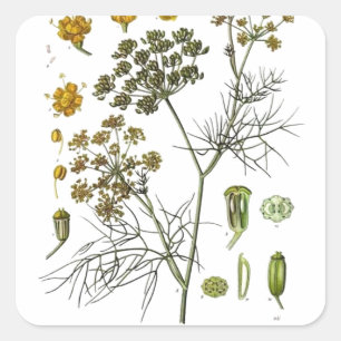 Fennel Square Sticker