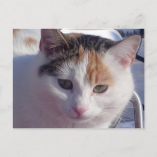 Feral Beauty Postcard