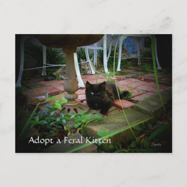 Feral Cat Adoption Postcard (Front)