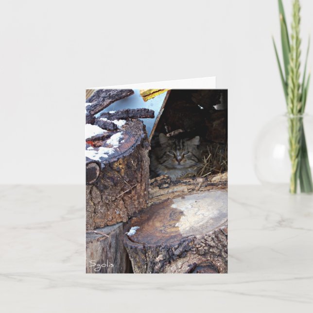 Feral Cat in Winter Note Card (Front)