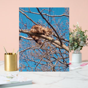 Feral Cat Lucy in Tree Cat Lover's  Acrylic Sign