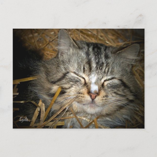 Feral Cat Sleeping in Winter Shelter Post Card (Front)