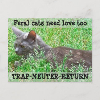 Feral Cats Need Love - TNR Postcard