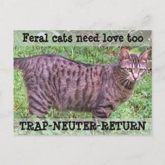 Feral Cats Need Love Too - Tabby Cat Postcard