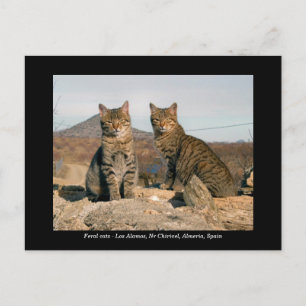 Feral cats postcard - Los Alamos Nr Chirivel Spain