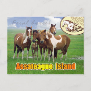 Feral  horses, Assateague Island Nat. Seashore Postcard