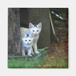 Feral Kittens Magnet