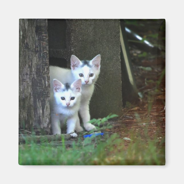 Feral Kittens Magnet (Front)