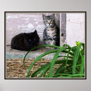 Feral Kittens Poster