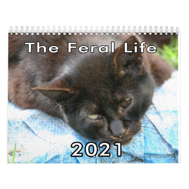 Feral Life Feral Cats Photo Callendar Calendar (Cover)