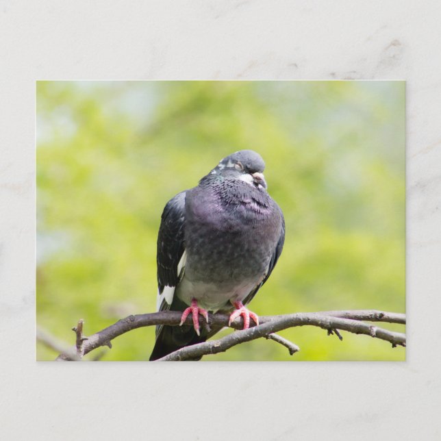 Feral pigeon postcard (Front)