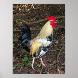 Feral Rooster Poster
