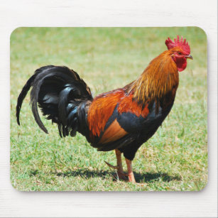 Feral rooster red jungle fowl Kauai Hawaii Mouse Mat