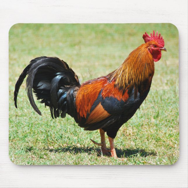 Feral rooster red jungle fowl Kauai Hawaii Mouse Mat (Front)