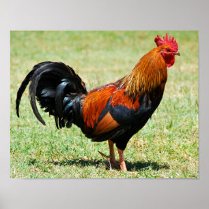 Feral rooster red jungle fowl Kauai Hawaii Poster