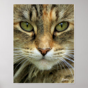 Feral Tabby Cat with Green Eyes Portrait Print