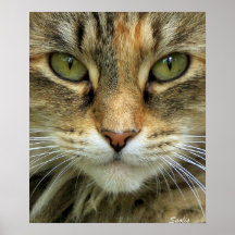 Feral Tabby Cat with Green Eyes Portrait Print