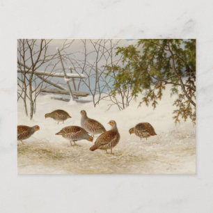 Ferdinand von Wright - Partridges In Snow Postcard