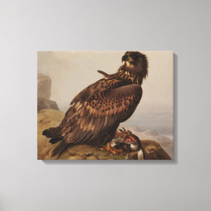 Ferdinand von Wright - White-Tailed Eagle Canvas Print