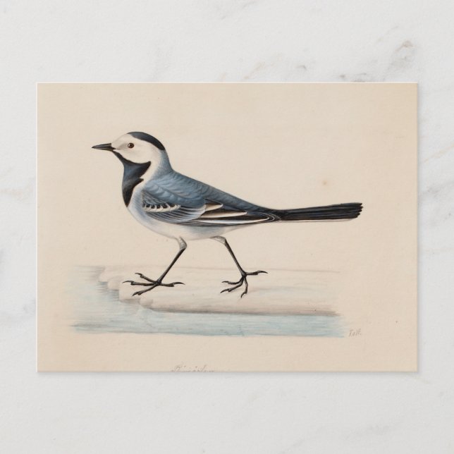 Ferdinand von Wright - White Wagtail Postcard (Front)