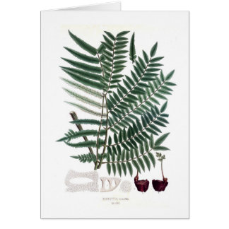 Fern