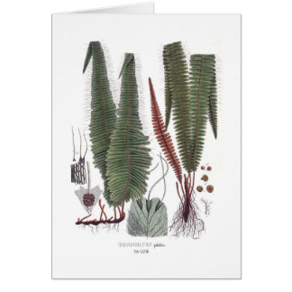 Fern