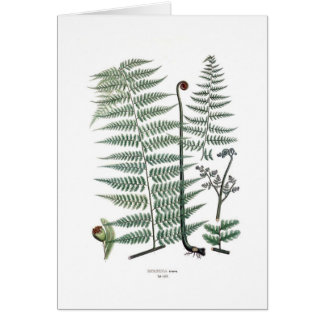 Fern