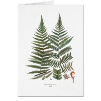 Fern