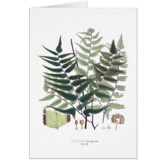 Fern