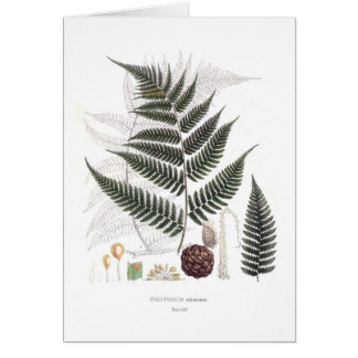 Fern