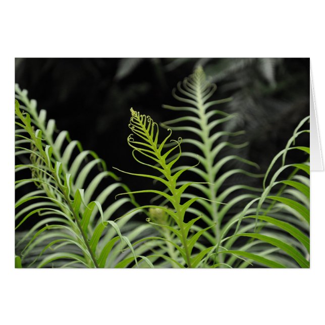 Fern (Front Horizontal)
