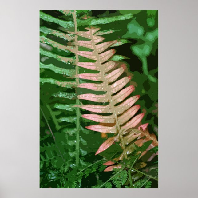 FERN 1 POSTER (Front)