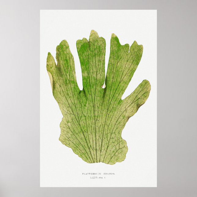 Fern 4 poster (Front)