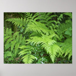 Fern and holly poster