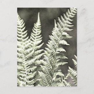 Fern Artistic Abstract Postcard