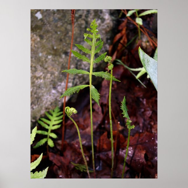 Fern by StoneWall Poster (Front)