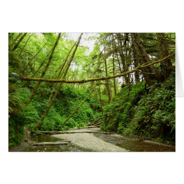 Fern Canyon I at Redwood National Park (Front Horizontal)