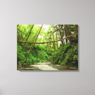 Fern Canyon I at Redwood National Park Canvas Print