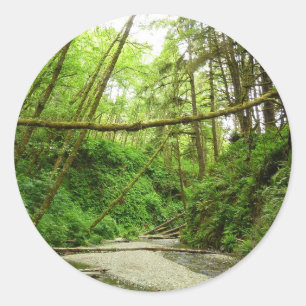 Fern Canyon I at Redwood National Park Classic Round Sticker